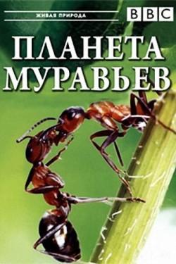 BBC. Планета муравьёв: Взгляд изнутри - смотреть онлайн